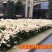 彩叶桂，珍珠彩叶桂，银边彩叶桂花树苗庭院五彩桂桂花苗