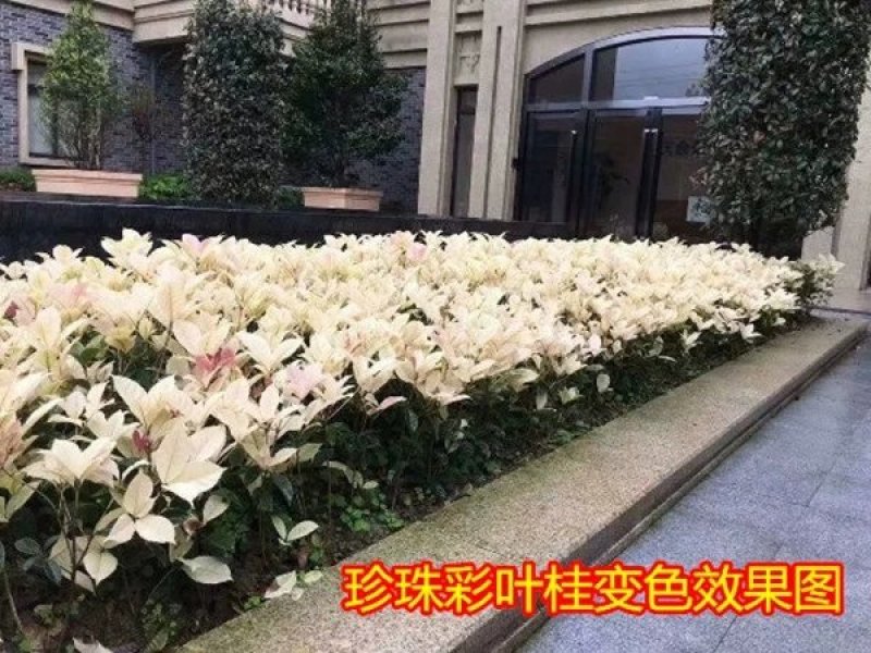 彩叶桂，珍珠彩叶桂，银边彩叶桂花树苗庭院五彩桂桂花苗