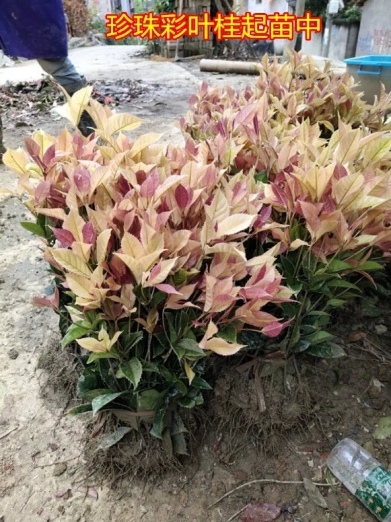 彩叶桂，珍珠彩叶桂，银边彩叶桂花树苗庭院五彩桂桂花苗