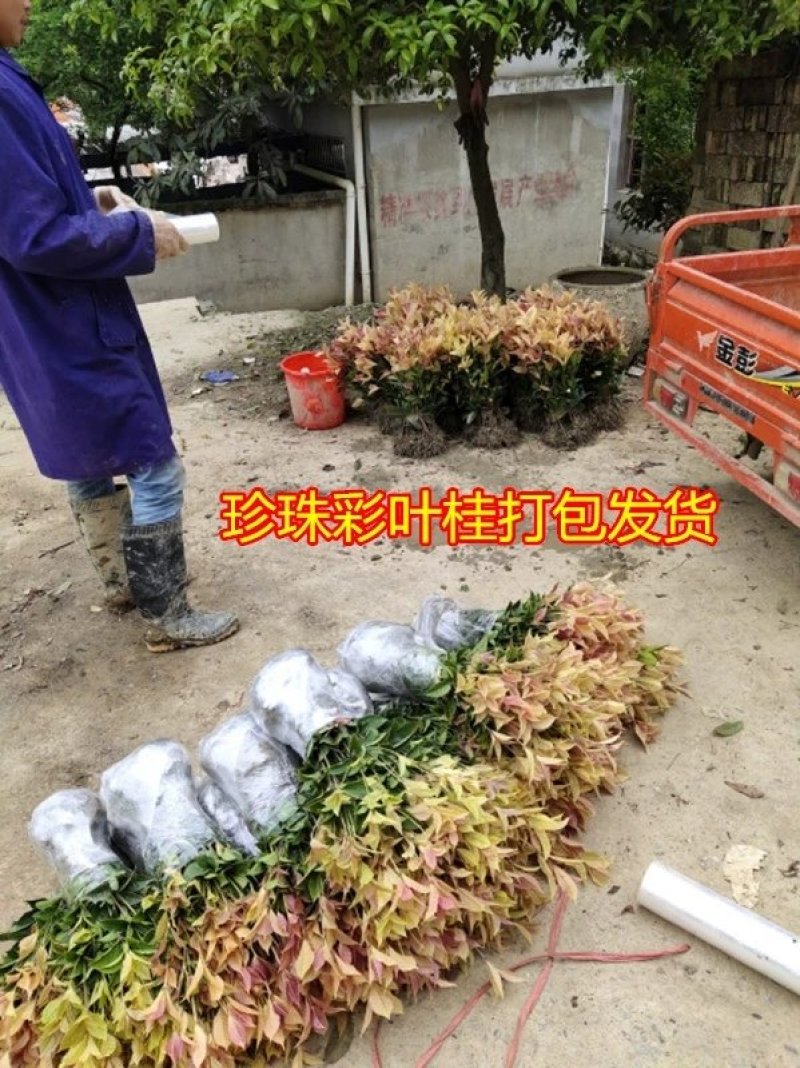 彩叶桂，珍珠彩叶桂，银边彩叶桂花树苗庭院五彩桂桂花苗