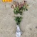 彩叶桂，珍珠彩叶桂，银边彩叶桂花树苗庭院五彩桂桂花苗