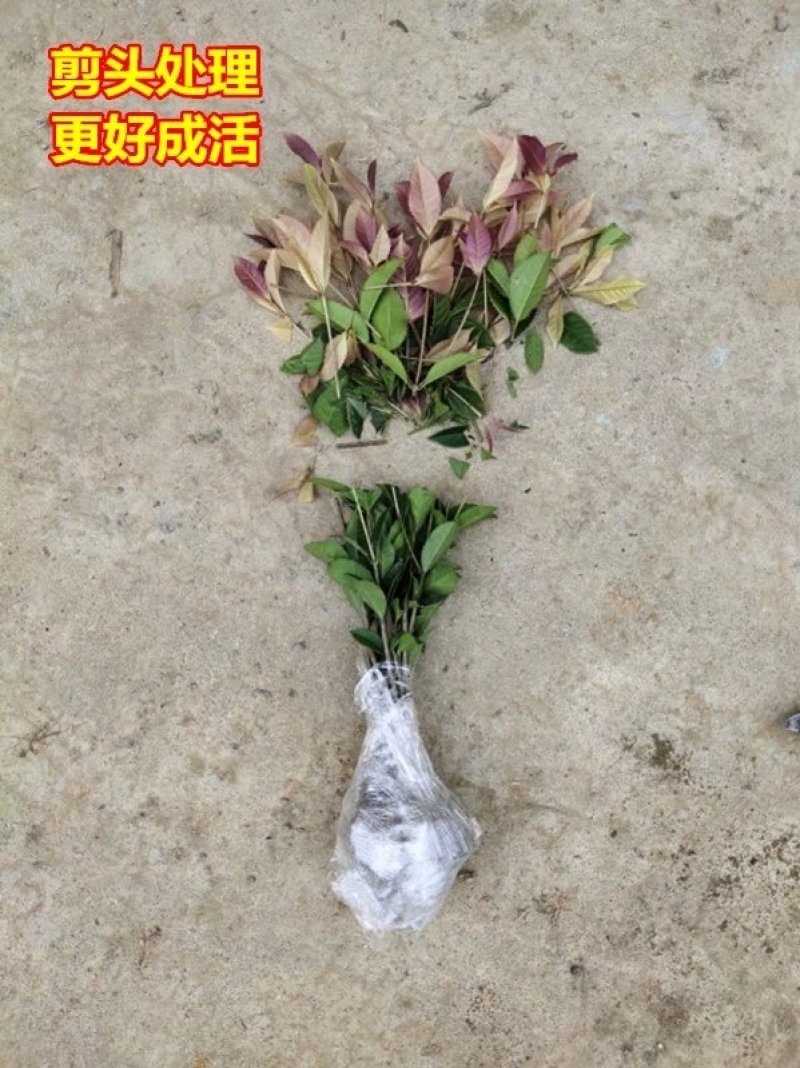 彩叶桂，珍珠彩叶桂，银边彩叶桂花树苗庭院五彩桂桂花苗