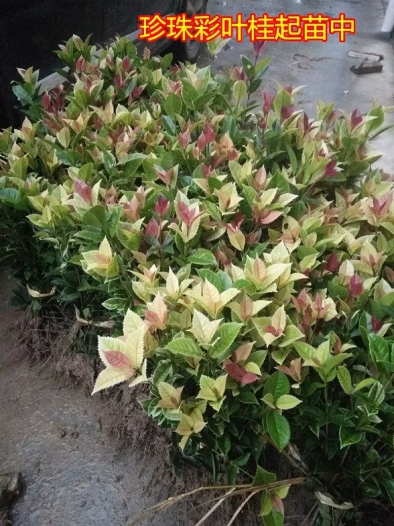 彩叶桂，珍珠彩叶桂，银边彩叶桂花树苗庭院五彩桂桂花苗
