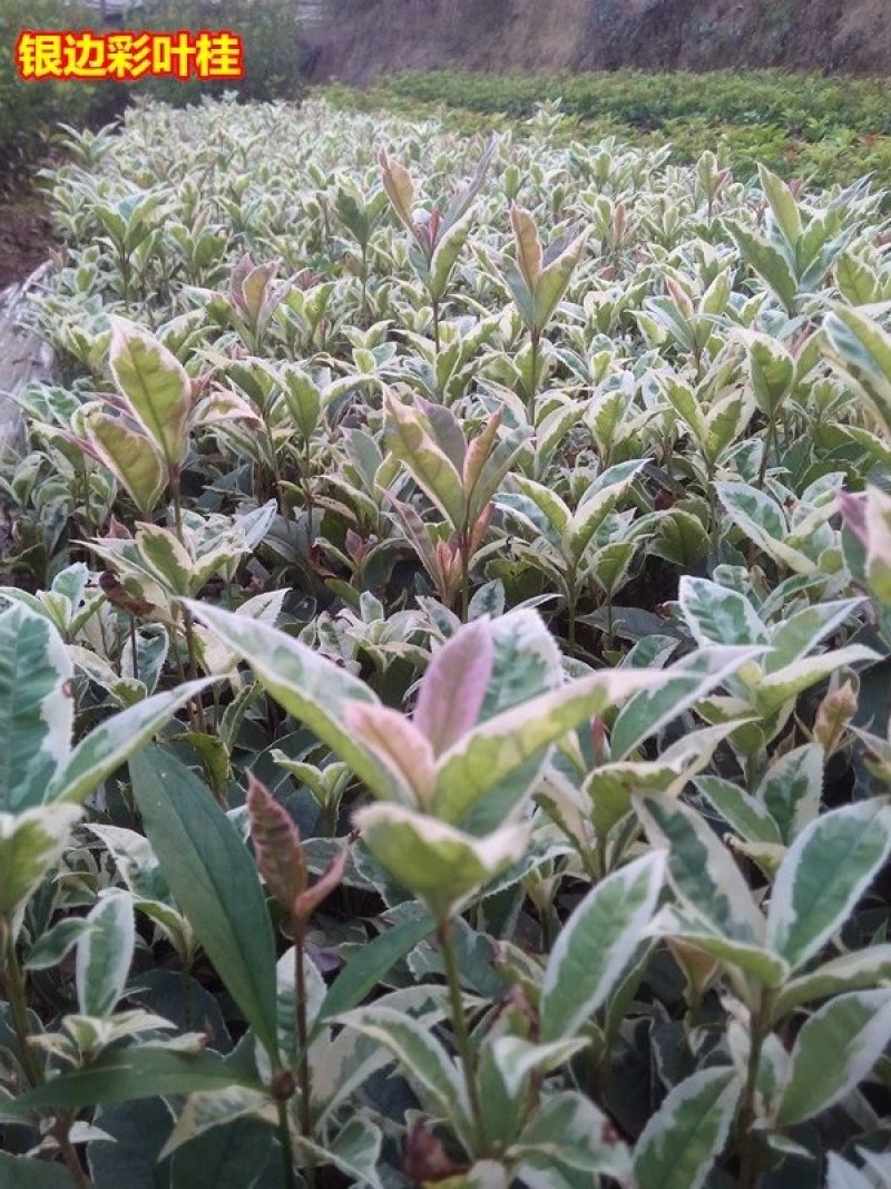 彩叶桂，珍珠彩叶桂，银边彩叶桂花树苗庭院五彩桂桂花苗