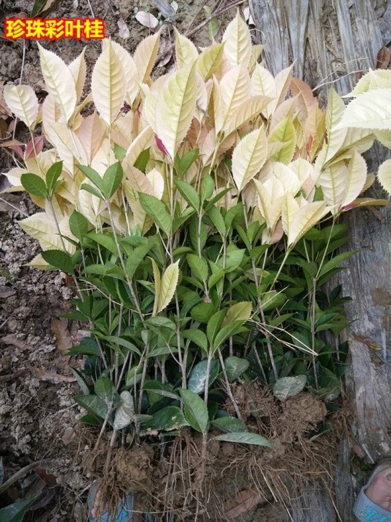 彩叶桂，珍珠彩叶桂，银边彩叶桂花树苗庭院五彩桂桂花苗