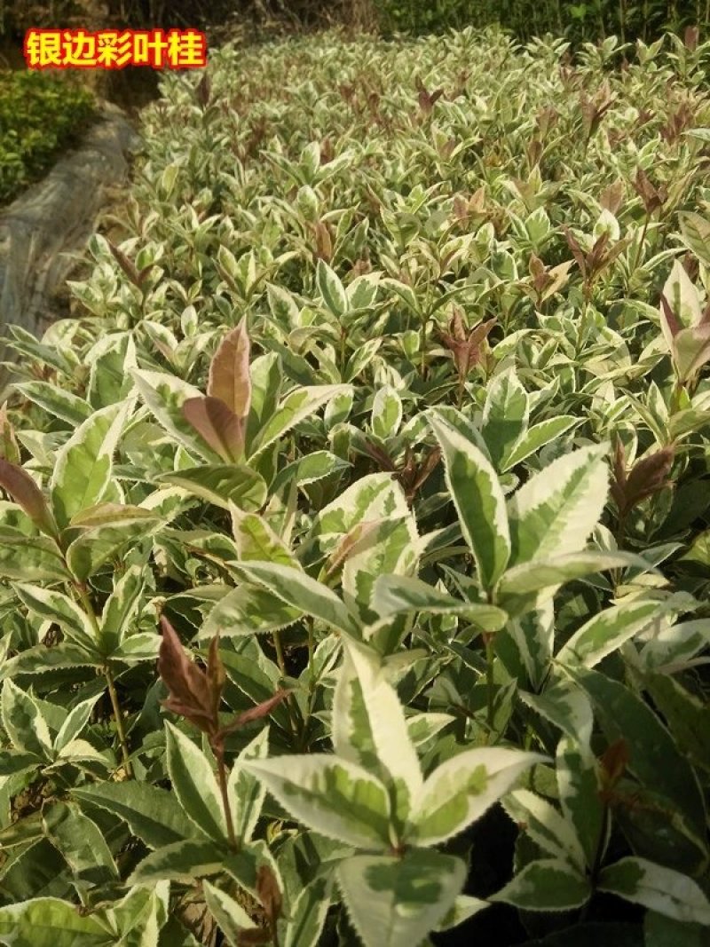 彩叶桂，珍珠彩叶桂，银边彩叶桂花树苗庭院五彩桂桂花苗