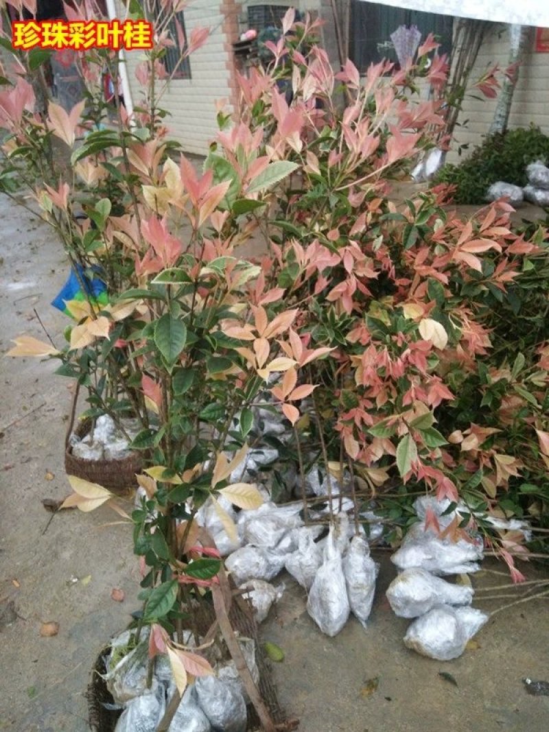 彩叶桂，珍珠彩叶桂，银边彩叶桂花树苗庭院五彩桂桂花苗