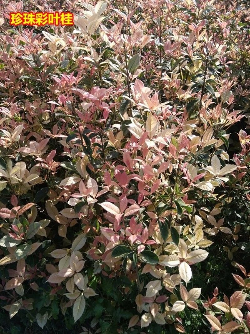 彩叶桂，珍珠彩叶桂，银边彩叶桂花树苗庭院五彩桂桂花苗