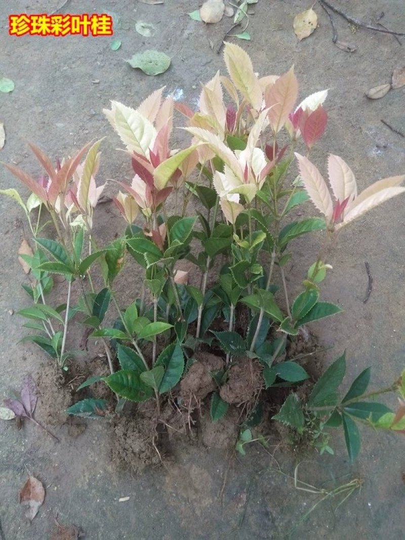 彩叶桂，珍珠彩叶桂，银边彩叶桂花树苗庭院五彩桂桂花苗