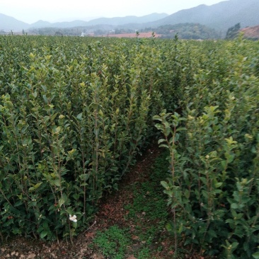油茶苗