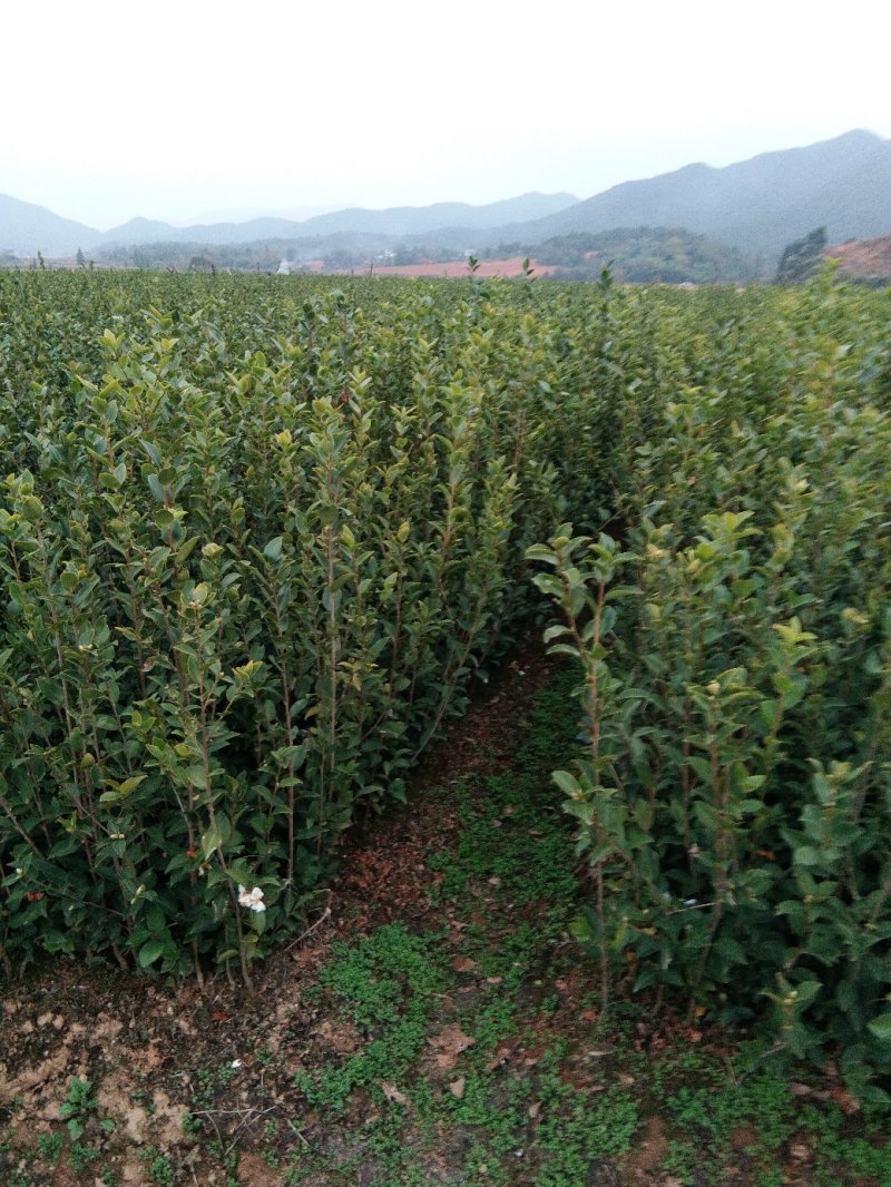 油茶苗