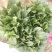 安阳大棚蔬菜大叶菠菜，大量上市中，需要联系，货好价优，