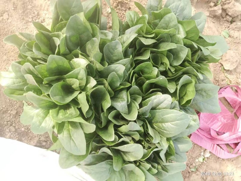 安阳大棚蔬菜大叶菠菜，大量上市中，需要联系，货好价优，