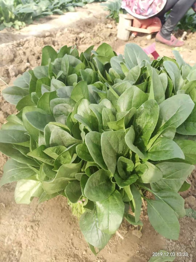 安阳大棚蔬菜大叶菠菜，大量上市中，需要联系，货好价优，