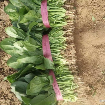 菠菜，大叶菠菜，大量上市，量大价格从优各种蔬菜