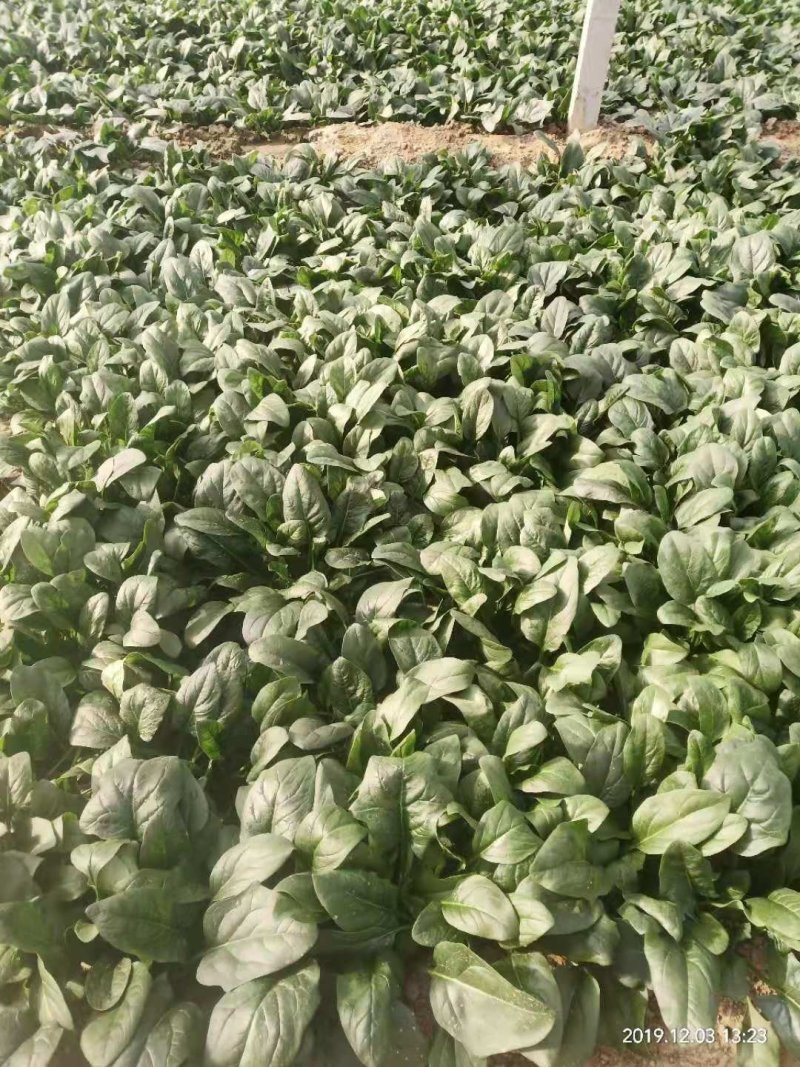 菠菜，大叶菠菜，大量上市，量大价格从优各种蔬菜