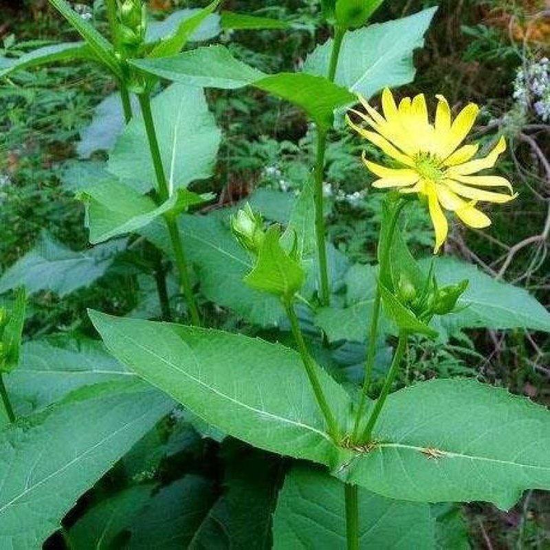 精装串叶松香草种子多年生猪牛羊鹅畜禽牧草籽香槟菊花草