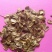 精装串叶松香草种子多年生猪牛羊鹅畜禽牧草籽香槟菊花草