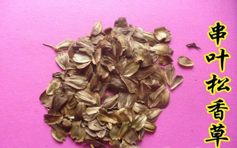 精装串叶松香草种子多年生猪牛羊鹅畜禽牧草籽香槟菊花草