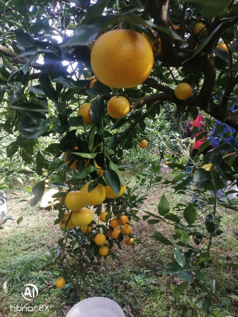湖南省麻阳冰糖橙光果对接全国电商，批发市，团购！外贸