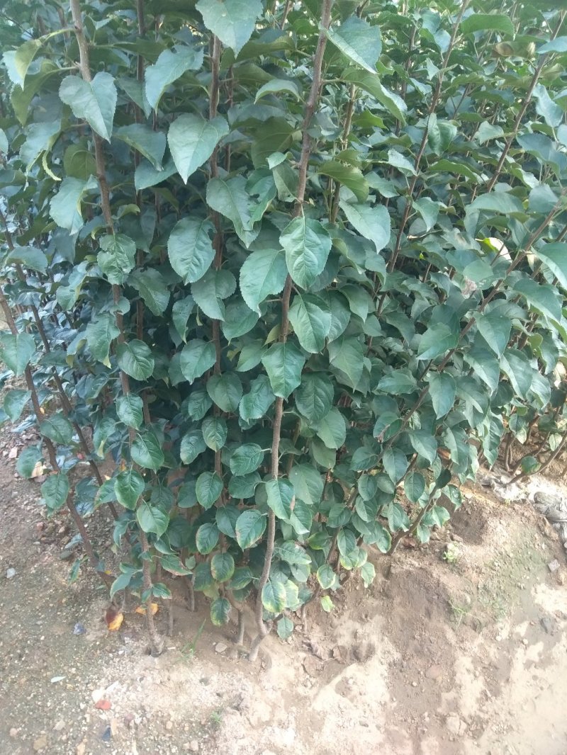 苹果苗，优质烟富八苹果嫁接苗，烟富O，红肉苹果苗：
