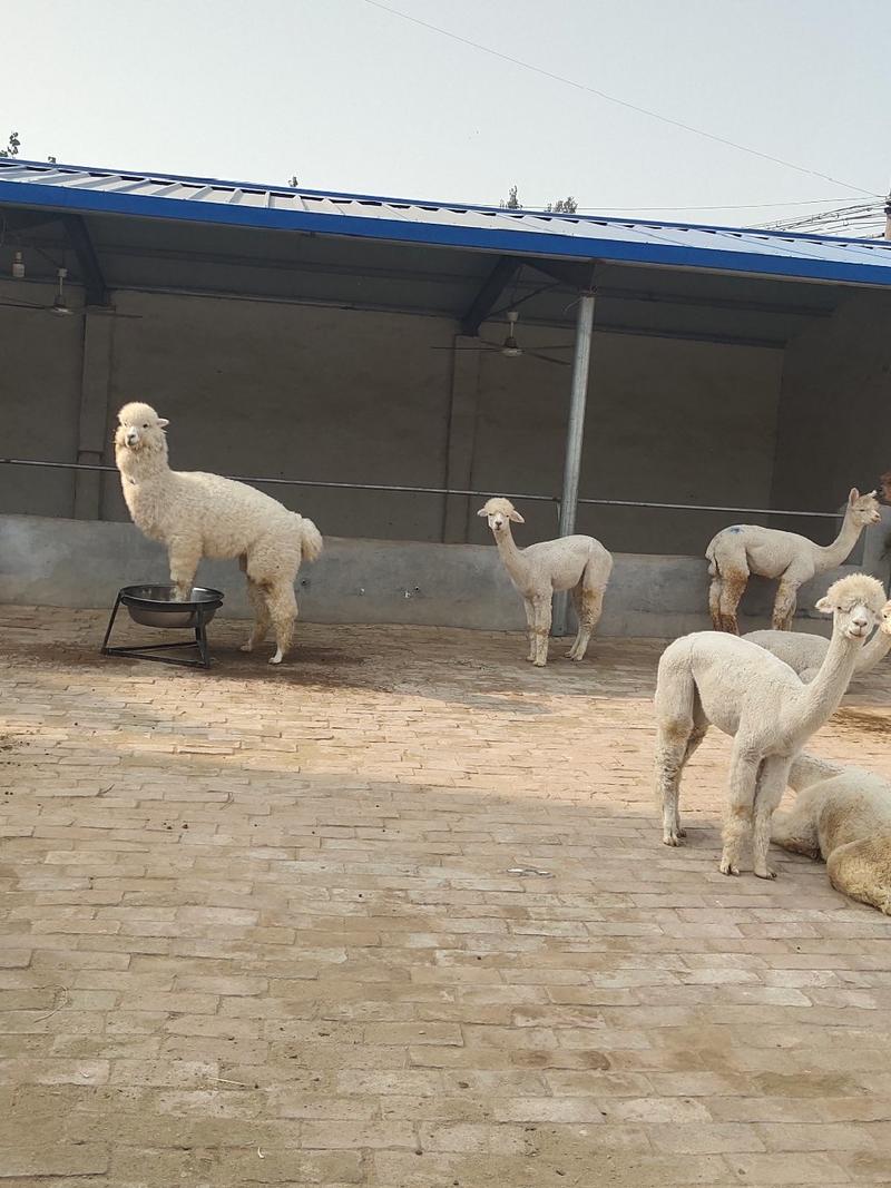 羊驼有趣可爱呆萌的宠物包活包健康线上交易安全有保障