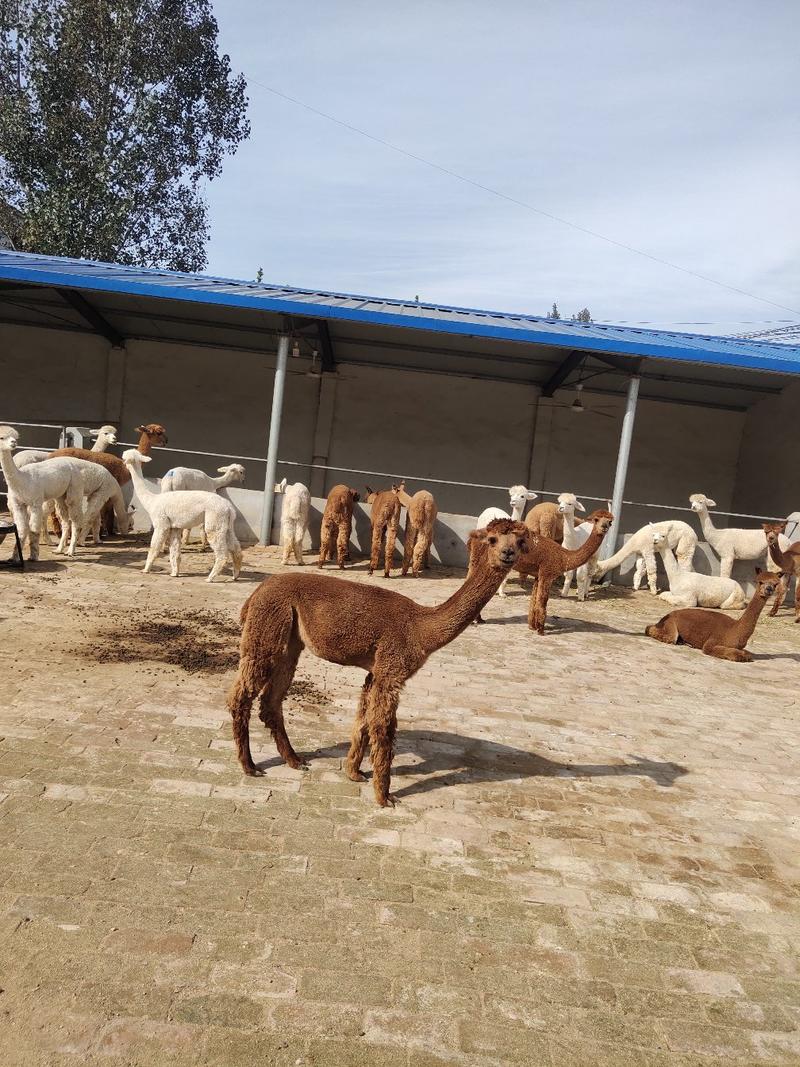 羊驼有趣可爱呆萌的宠物包活包健康线上交易安全有保障