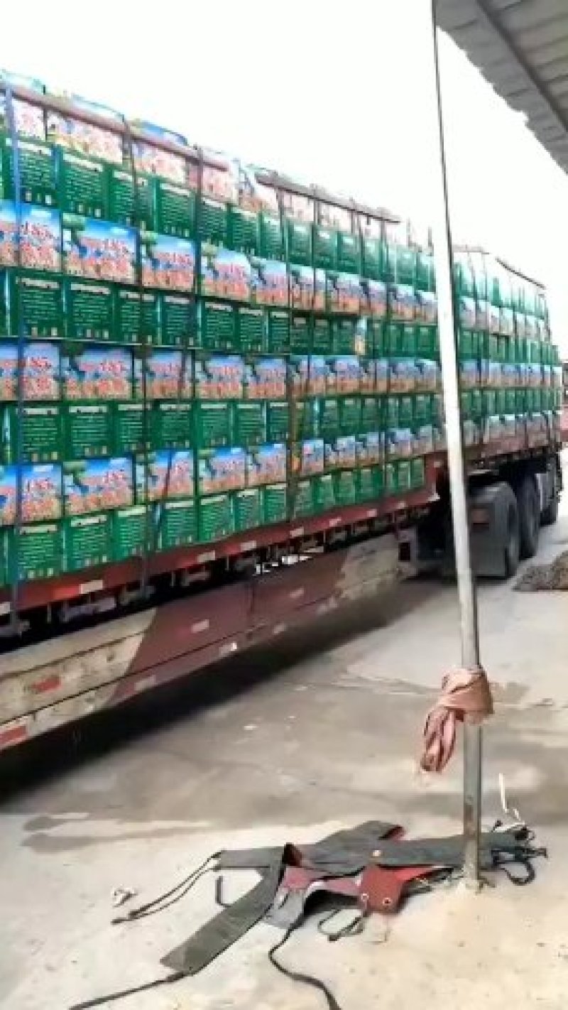 新疆薄皮核大果保质保量批发全国一件代