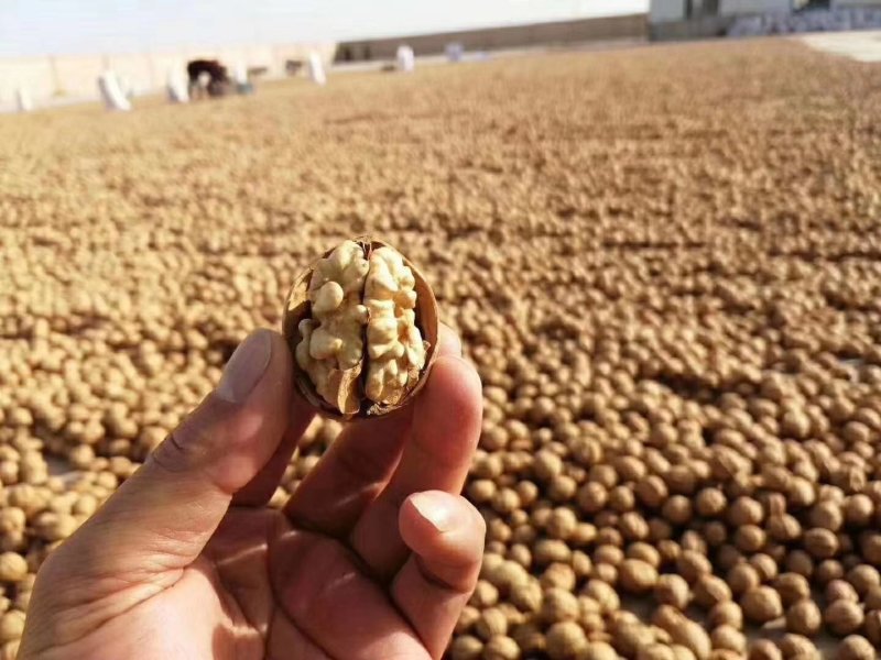 新疆薄皮核大果保质保量批发全国一件代