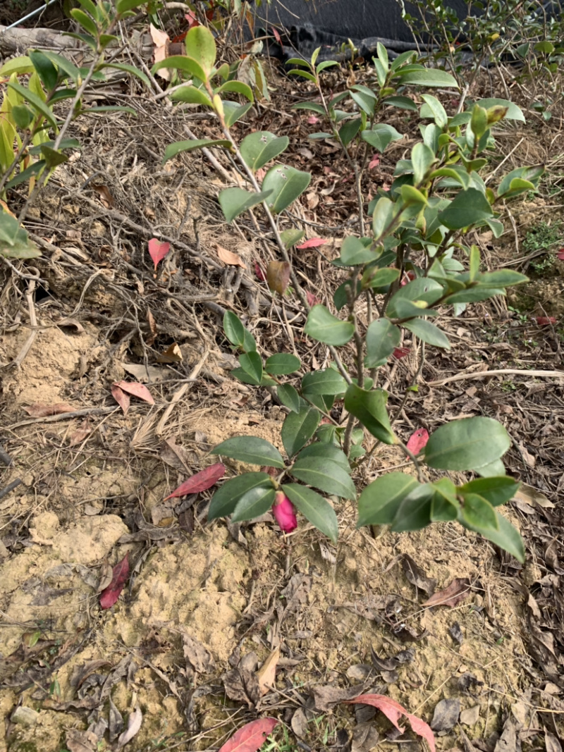 茶梅茶梅苗，1至3年生小苗，农户直销。