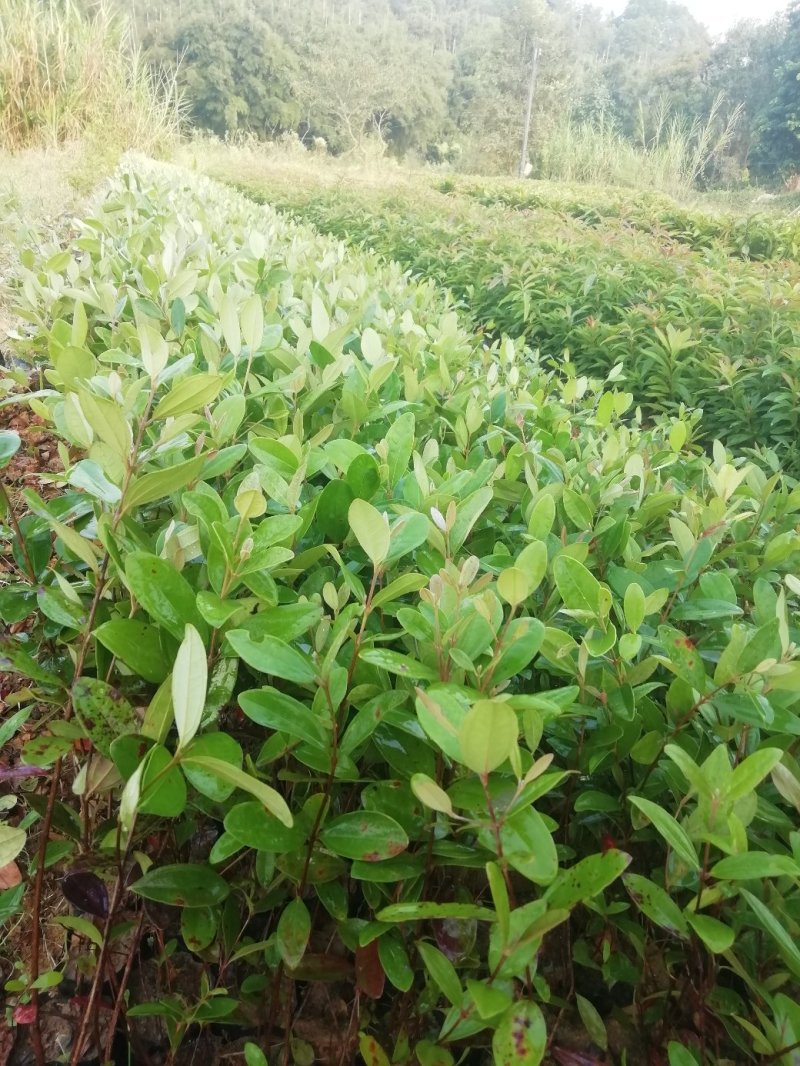 桃金娘，山捻，野捻子苗，果能泡酒的树苗，基地直接批发