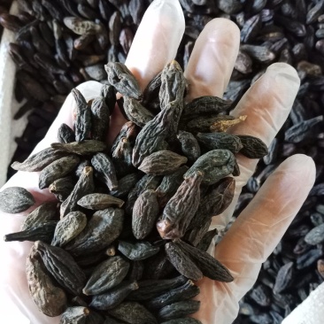 橄榄青果甘青果调料西青果干货西青果批发零售各种规格中药材