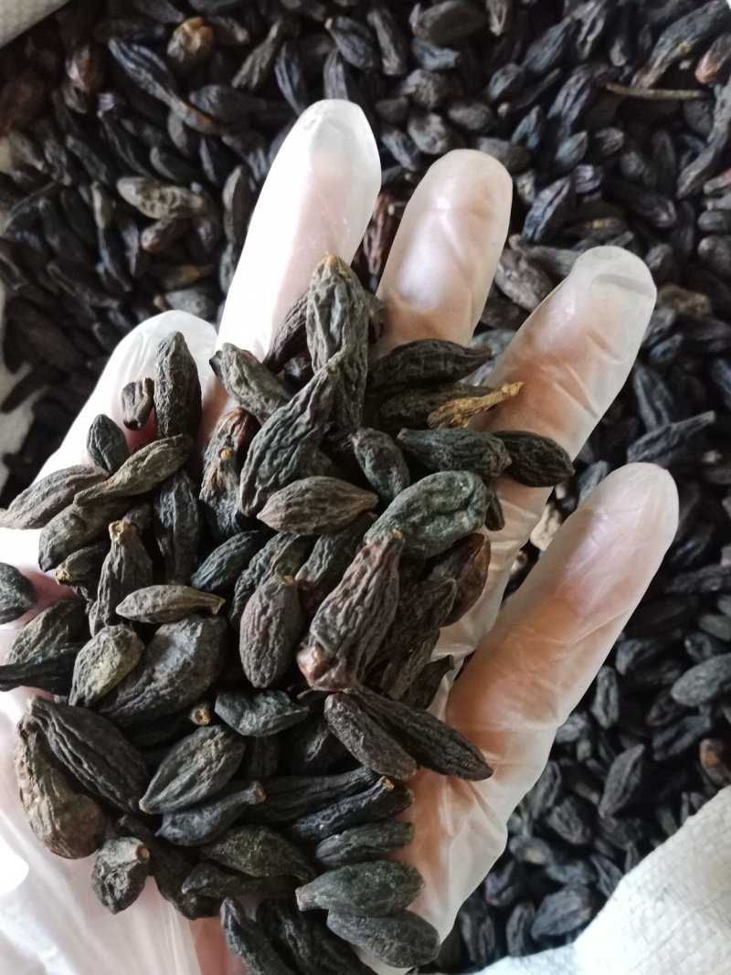 橄榄青果甘青果调料西青果干货西青果批发零售各种规格中药材