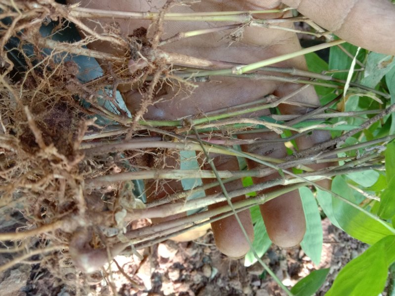 野生种苗竹子