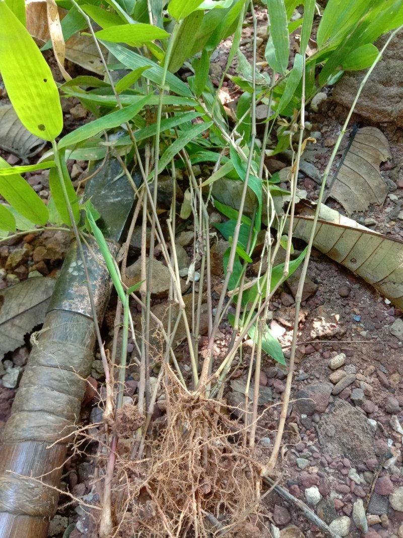 野生种苗竹子