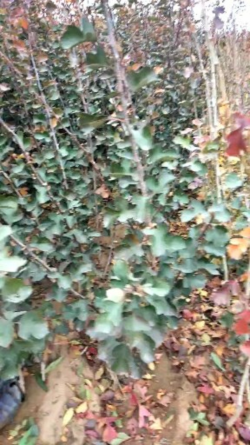 山楂树苗，山楂嫁接苗，用于边，建山楂园，占地用苗。
