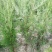 侧柏苗，罗根侧柏，营养袋侧柏。