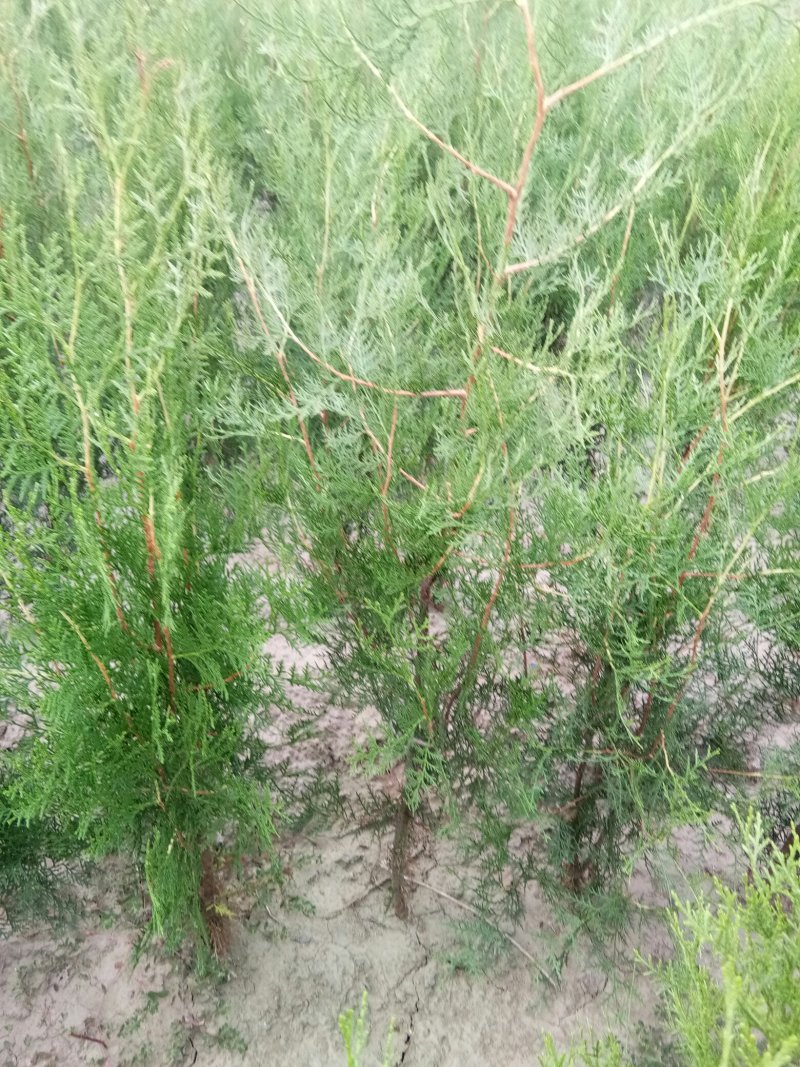 侧柏苗，罗根侧柏，营养袋侧柏。