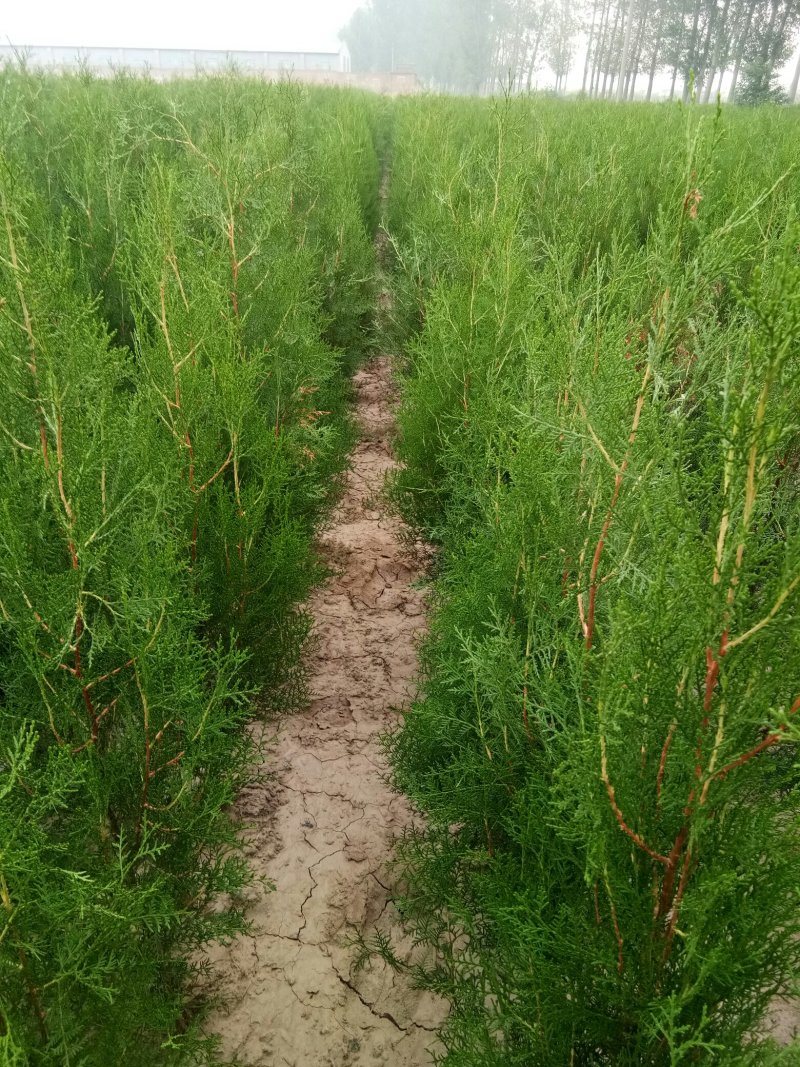 侧柏苗，罗根侧柏，营养袋侧柏。