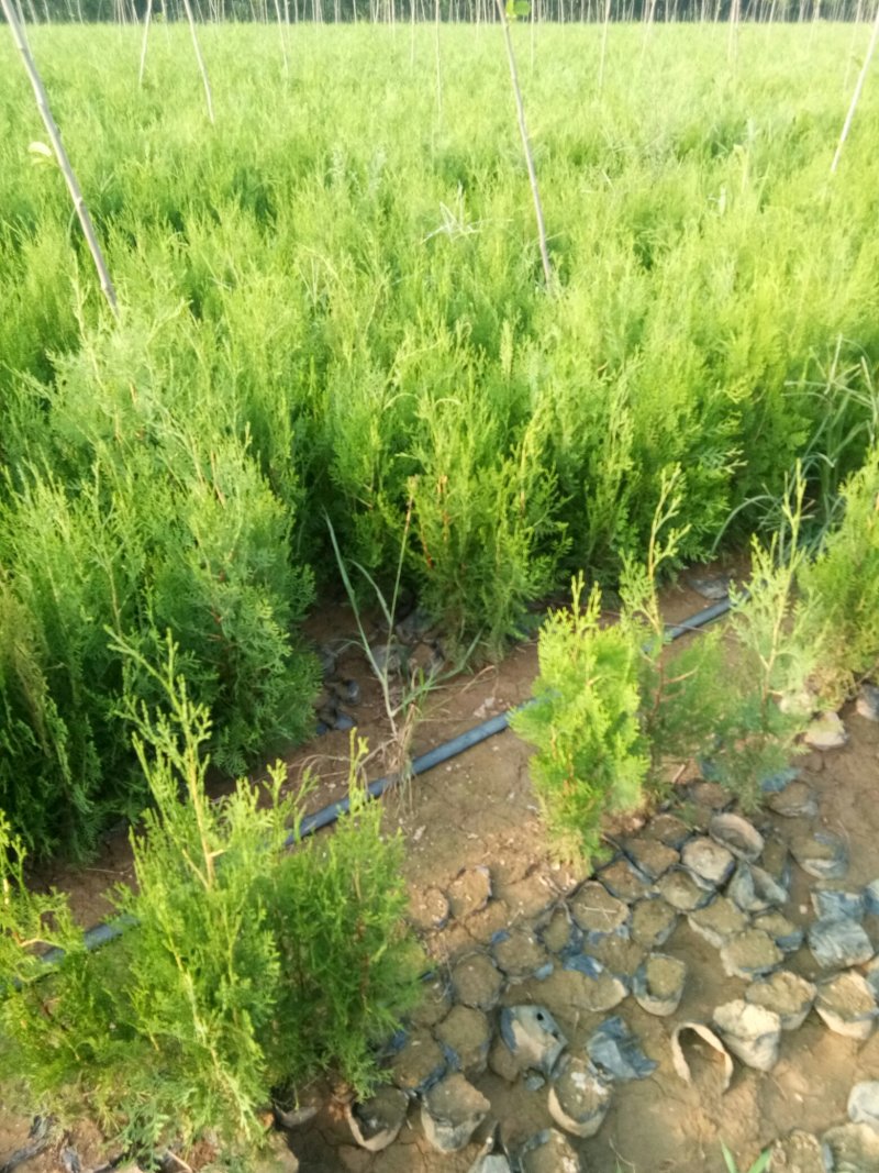 侧柏苗，罗根侧柏，营养袋侧柏。
