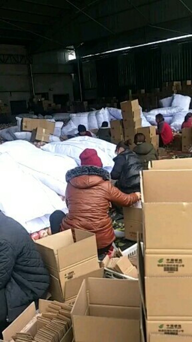 红富士膜袋苹果，大量上市，产地直供，可视频看货
