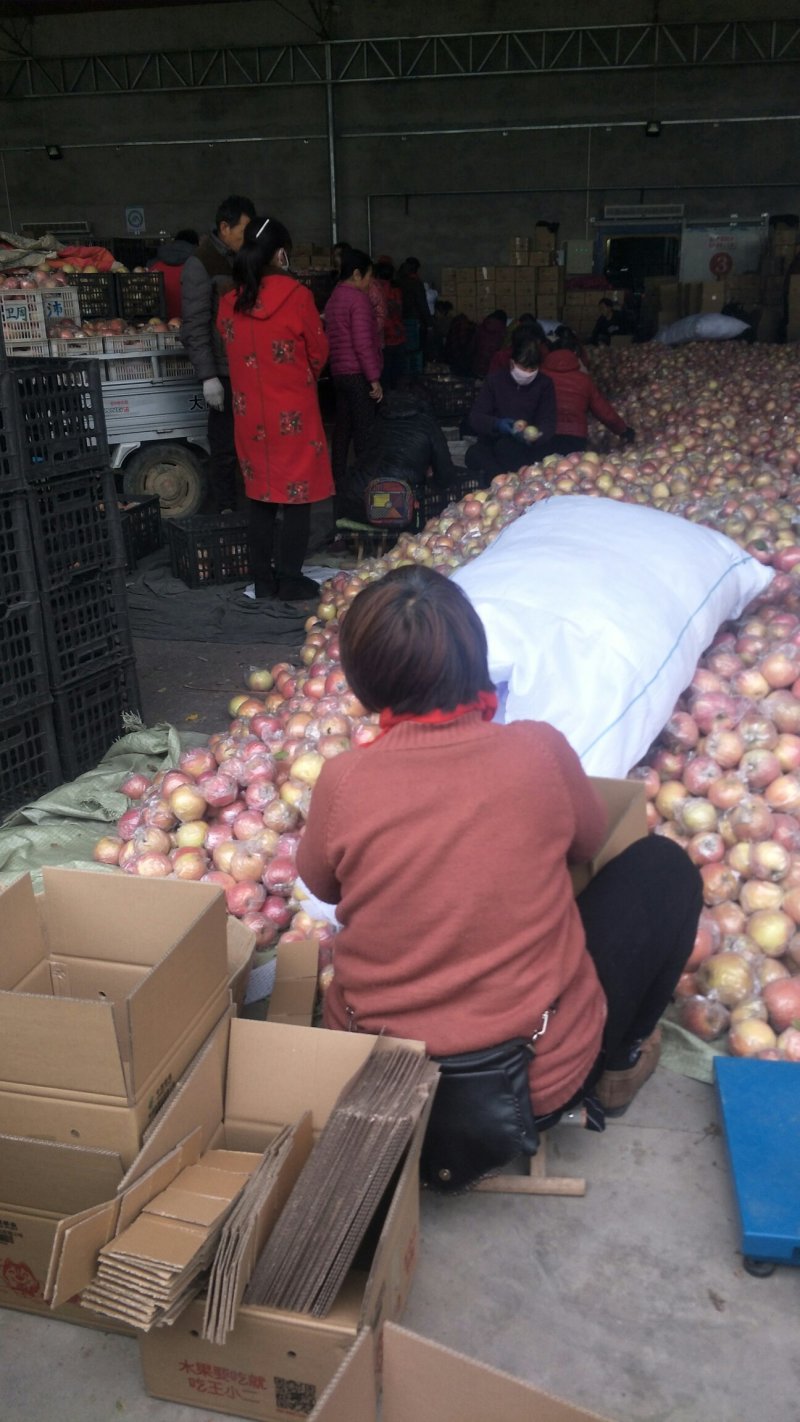 红富士膜袋苹果，大量上市，产地直供，可视频看货