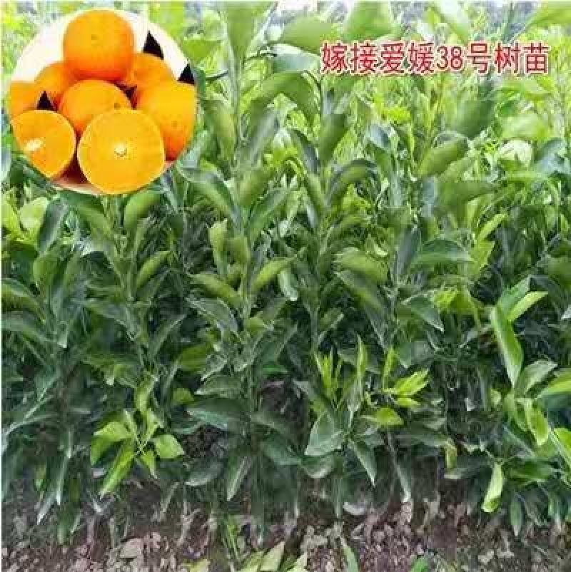 爱媛38号柑桔红美人橘子树苗嫁接早熟杂柑果树苗南方种植果