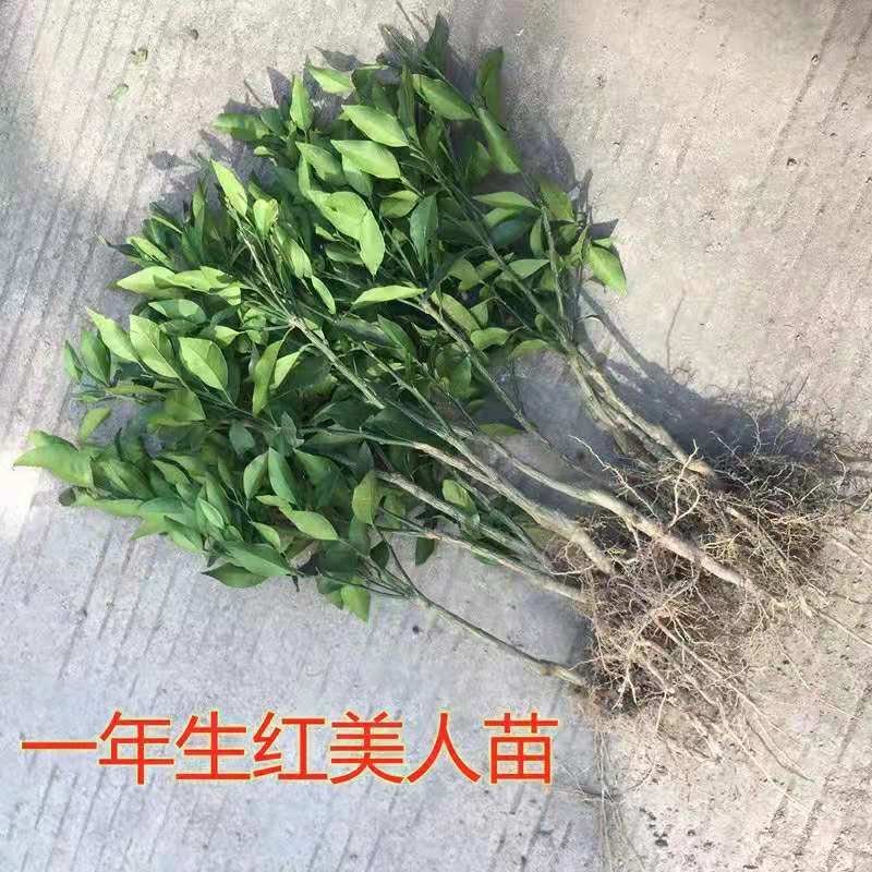 爱媛38号柑桔红美人橘子树苗嫁接早熟杂柑果树苗南方种植果