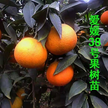 爱媛38号柑桔红美人橘子树苗嫁接早熟杂柑果树苗南方种植果