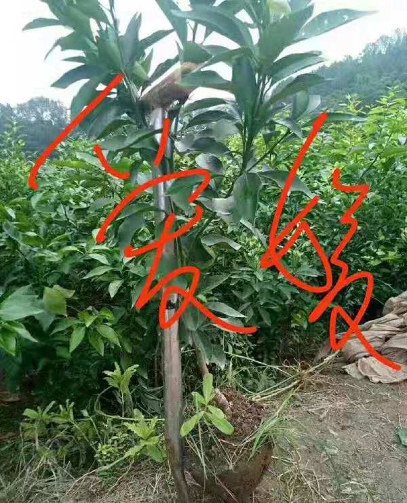 爱媛38号柑桔红美人橘子树苗嫁接早熟杂柑果树苗南方种植果