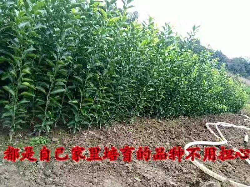 爱媛38号柑桔红美人橘子树苗嫁接早熟杂柑果树苗南方种植果