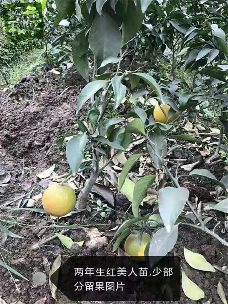 爱媛38号柑桔红美人橘子树苗嫁接早熟杂柑果树苗南方种植果