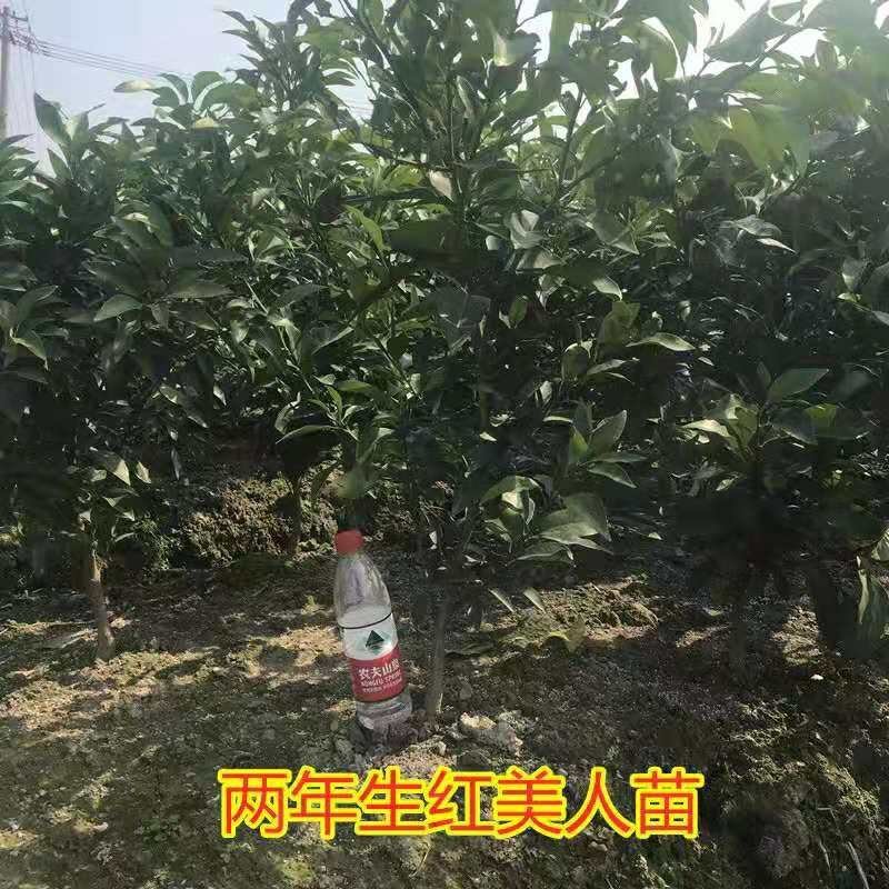 爱媛38号柑桔红美人橘子树苗嫁接早熟杂柑果树苗南方种植果