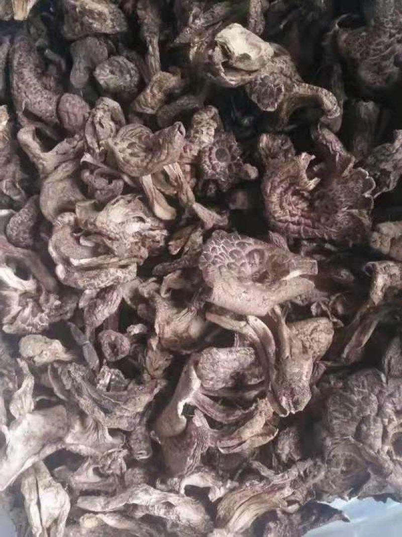 虎掌菌自家考的产地直供精选的4到9以上有800公斤